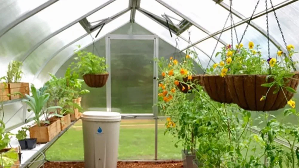 Inside a Riga greenhouse with automatic roof windows open above hanging flower baskets and tomato plants