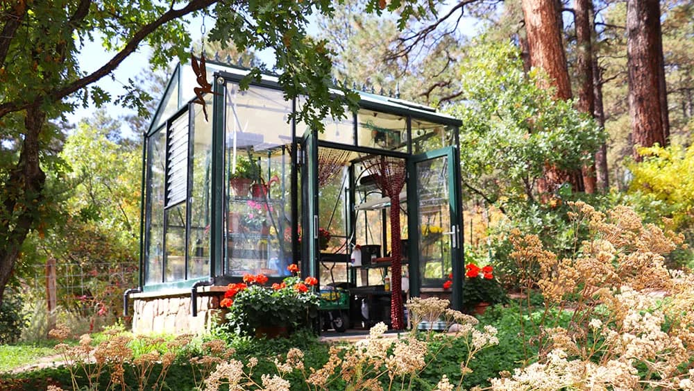 Dark green Janssens Victorian greenhouse on a stone knee wall among pine trees