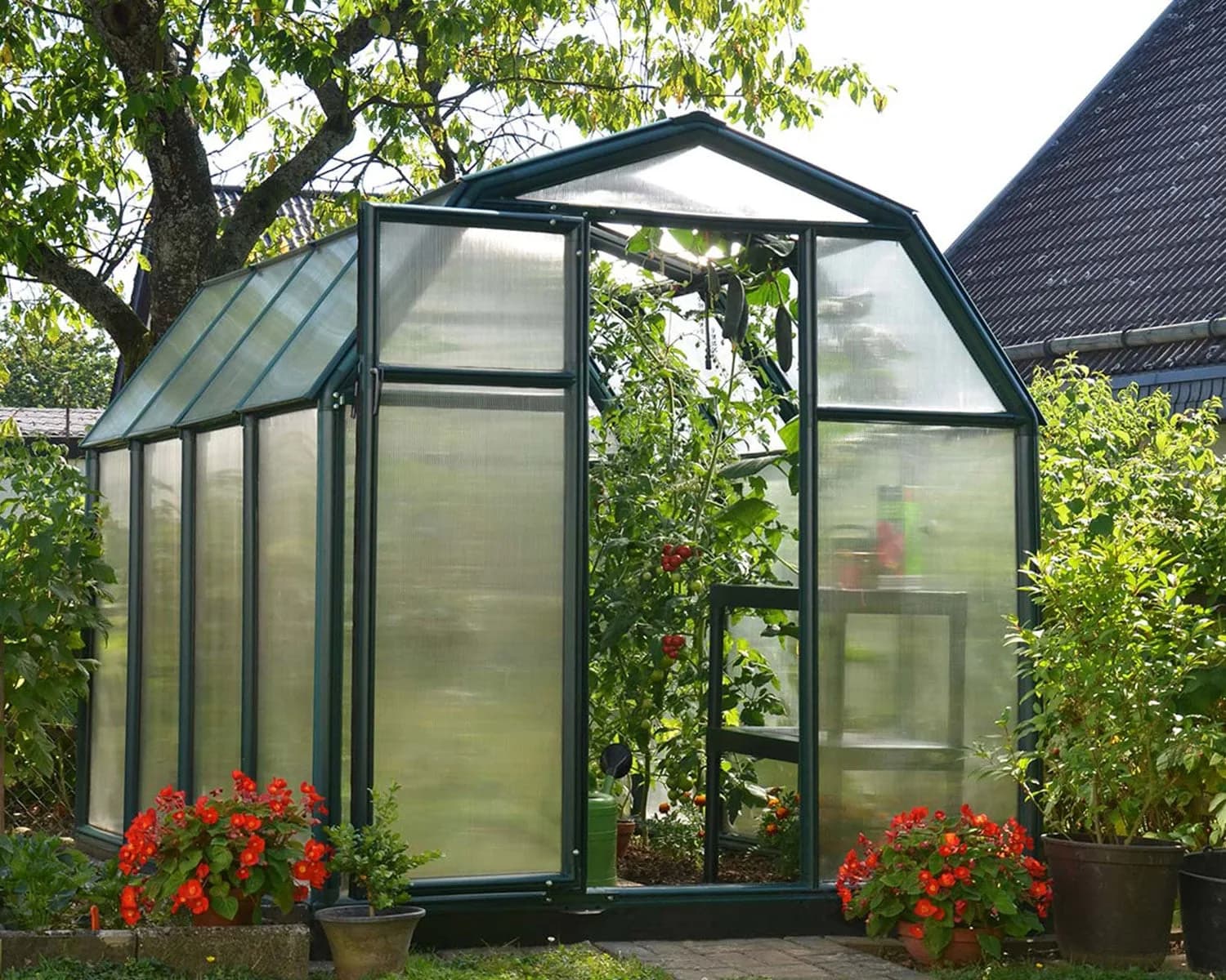 Rion EcoGrow greenhouse with twin-wall panels and tomato plants growing inside, doors open